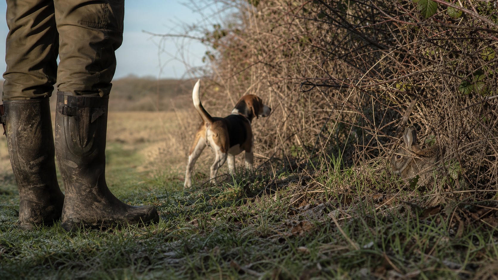 Hunter and dog paused beside brushy rabbit cover in cool-season field