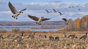 Editorial hunting image for Canada Goose Guide: Migration Patterns, Habitat, and Field Identification