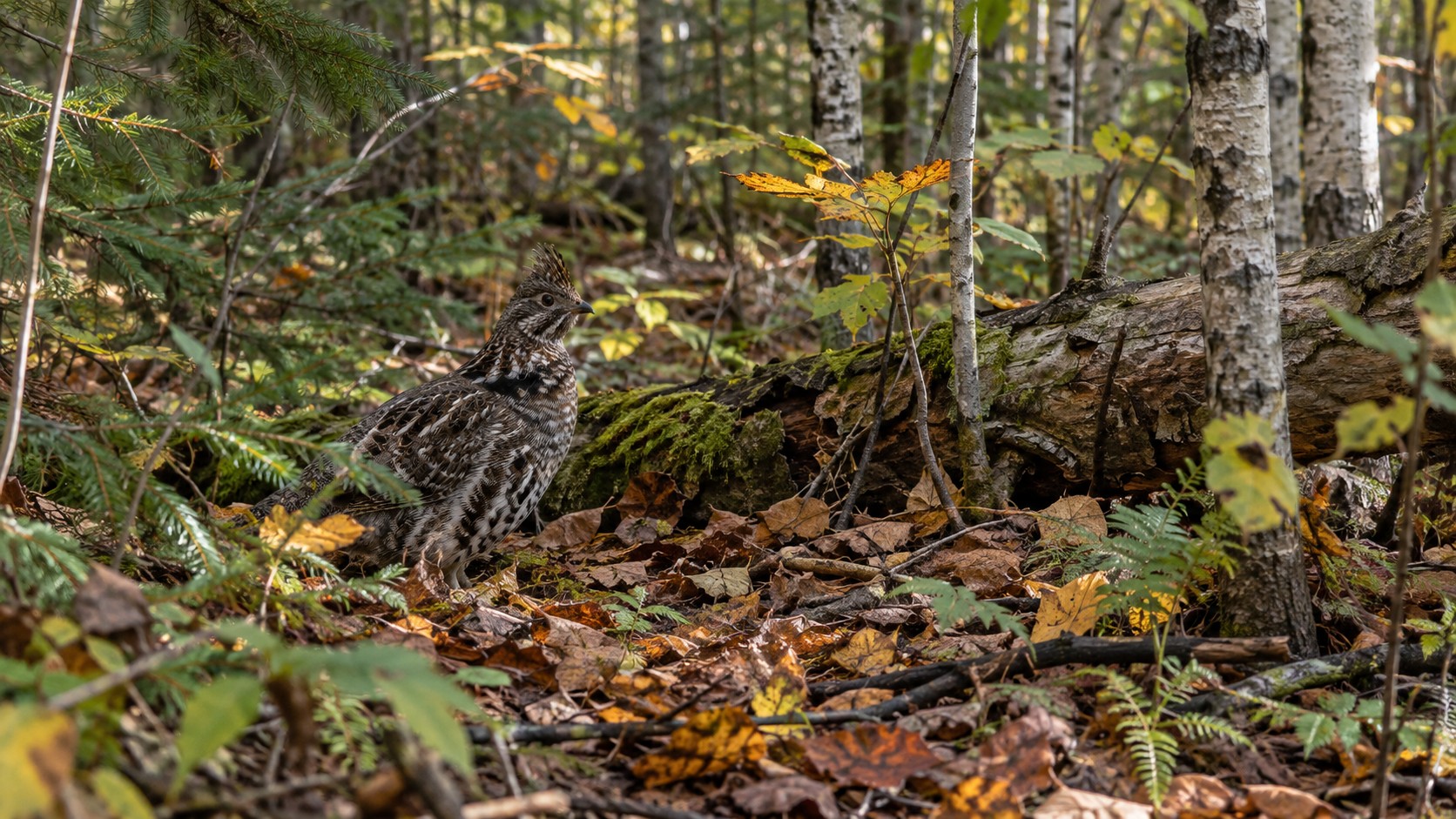 The Complete Guide to Ruffed Grouse Hunting Success